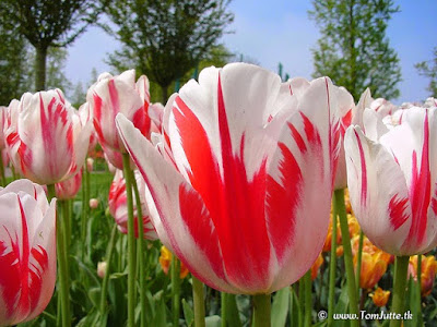 Bunga tulip adalah bunga yang banyak di tanam oleh manusia PELUANG BISNIS BUDIDAYA BUNGA TULIP